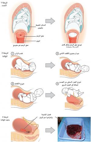 مراحل الولادة